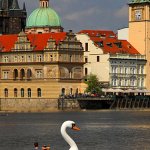 Vltavská labuť, foto: Leoš Drahota Vltavská labuť, foto: Leoš Drahota