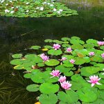 Štramberk - botanická zahrada Štramberk - botanická zahrada