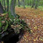 vstup do podzemních štol pod kořeny stromu