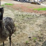 Na návštěvě u emu, Lešná - Zlín Na návštěvě u emu, Lešná - Zlín