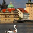 Vltavská labuť, foto: Leoš Drahota