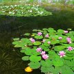 Štramberk - botanická zahrada