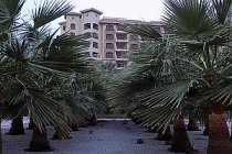 Moskyt v Dubaji Moskyt v Dubaji