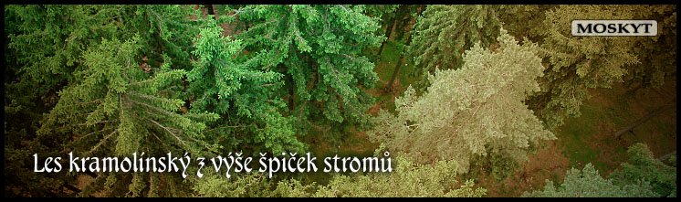 Stezka korunami stromů Stezka korunami stromů