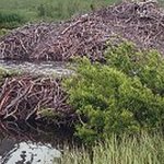 Bobří hrad na Aljašce Bobří hrad na Aljašce