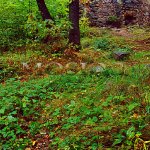 šibenice na vrcholu malého vršku