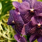 z orchideové zahrady