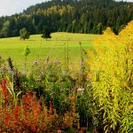 k Janské hoře vedla cesta Krále Šumavy po opuštění slatě