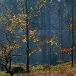 Šumava