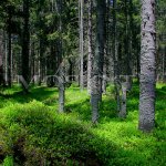 Šumava