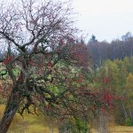 Šumava