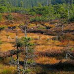 Šumava