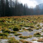 Šumava