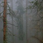 Šumava