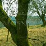 Pila, Seeg - ovocné stromy Pila, Seeg - ovocné stromy