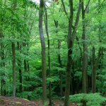 Bučiny nad Vlčí roklí Bučiny nad Vlčí roklí