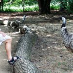 Z očí do očí - ve výběhu u emu Z očí do očí - ve výběhu u emu