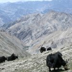 Markha valley trek – yaci Markha valley trek – yaci