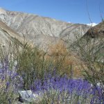 Markha valley trek – rostliny Markha valley trek – rostliny