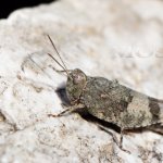 Bystrý návštěvník spatří nejednoho živočicha Bystrý návštěvník spatří nejednoho živočicha