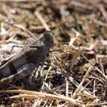 Bystrý návštěvník spatří nejednoho živočicha Bystrý návštěvník spatří nejednoho živočicha