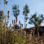 V Botanické zahradě a arboretu Štramberk V Botanické zahradě a arboretu Štramberk