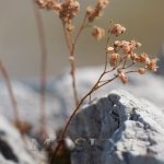 Rostliny v botanické zahradě Rostliny v botanické zahradě